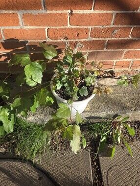 Highbush Cranberry Bush, Plant Is Growing & Healthy